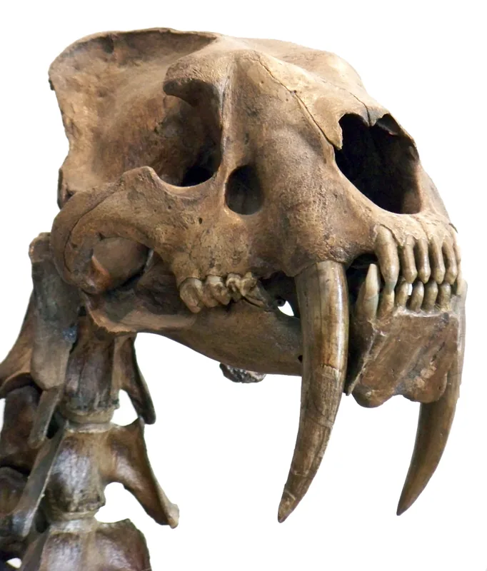 Sit Toros-Menalla — Faya-Largeau (Ciad)