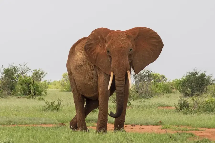 Tsavo-East Nationalpark