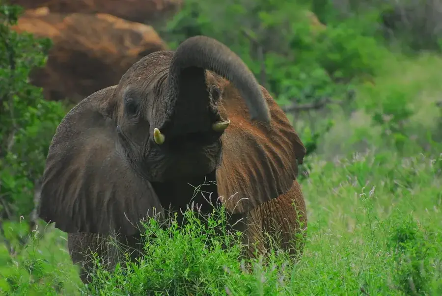Tsavo-Waldgebiet — Baringosee (Kenia)