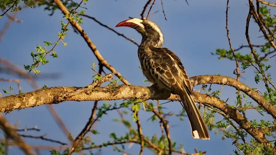 Tsavo-West Nationalpark