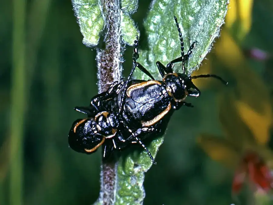 Arima — Reciful Buccoo (Trinidad și Tobago)