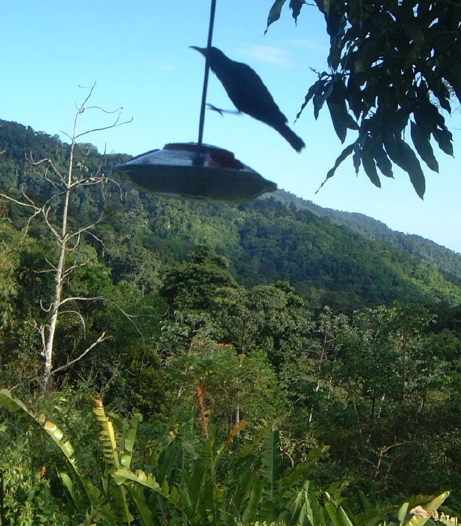 Asa Wright Naturzentrum — Arouca (Trinidad und Tobago)