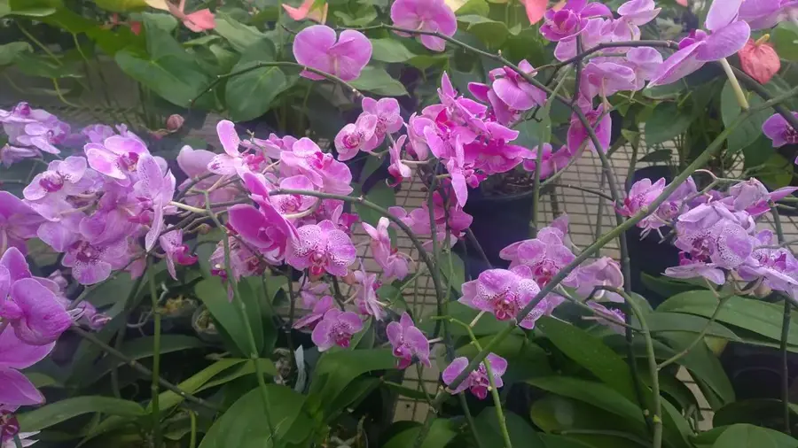 Central Range Kakaoanbau — Brasso (Trinidad und Tobago)