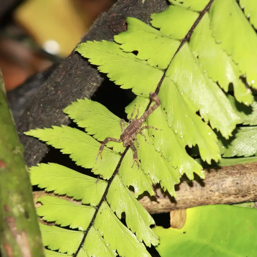 Cocoa Drying Floor — Asa Wright Nature Centre (Trinidad and Tobago)