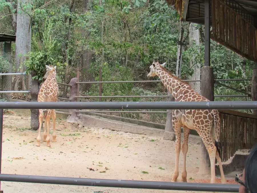 Emperor Valley Zoo — St. James (Trinidad and Tobago)