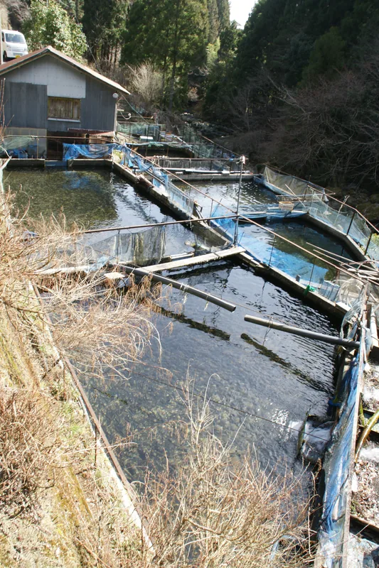Fishing Pond