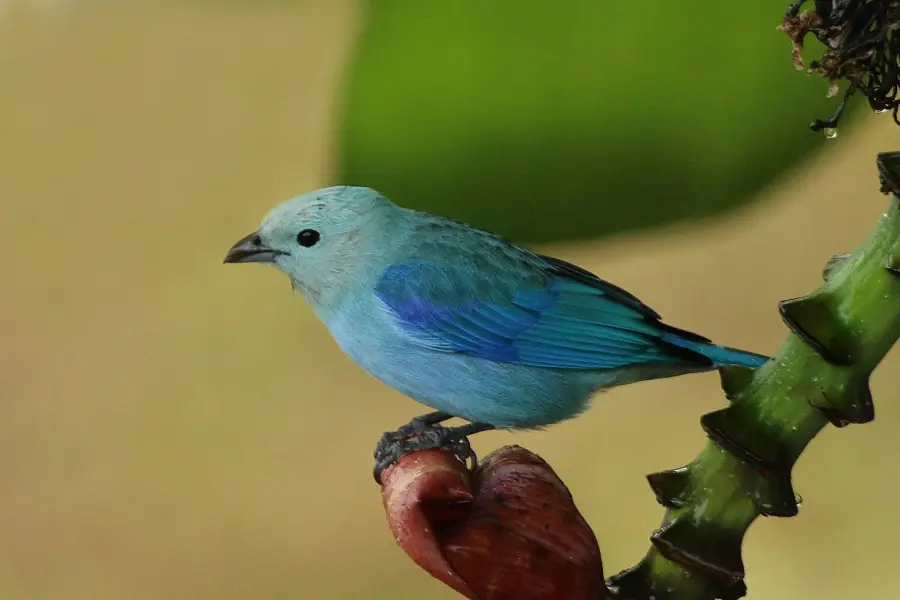 Fortul Bennett — Reciful Buccoo (Trinidad și Tobago)