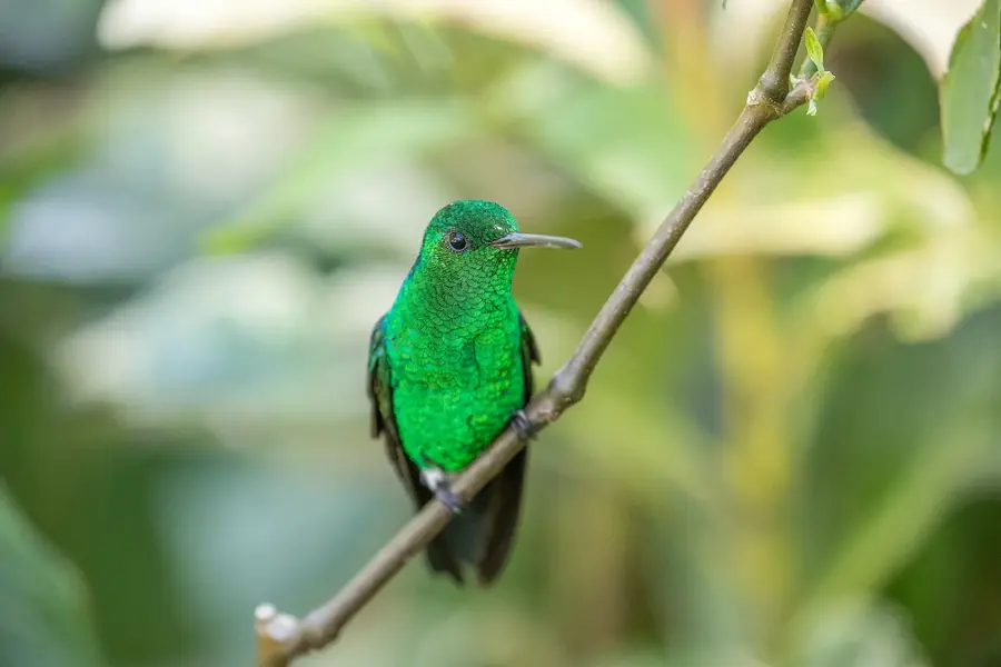 Fortul King Peter — Reciful Buccoo (Trinidad și Tobago)