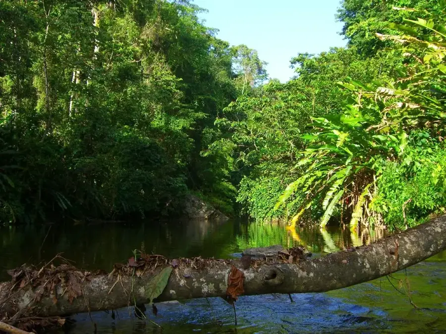 Plaja Grande Riviere pentru țestoase — Morne Catherine (Trinidad și Tobago)