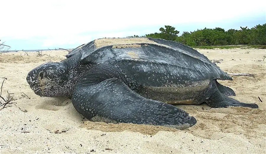 Plaja Matura pentru țestoase — Morne Catherine (Trinidad și Tobago)