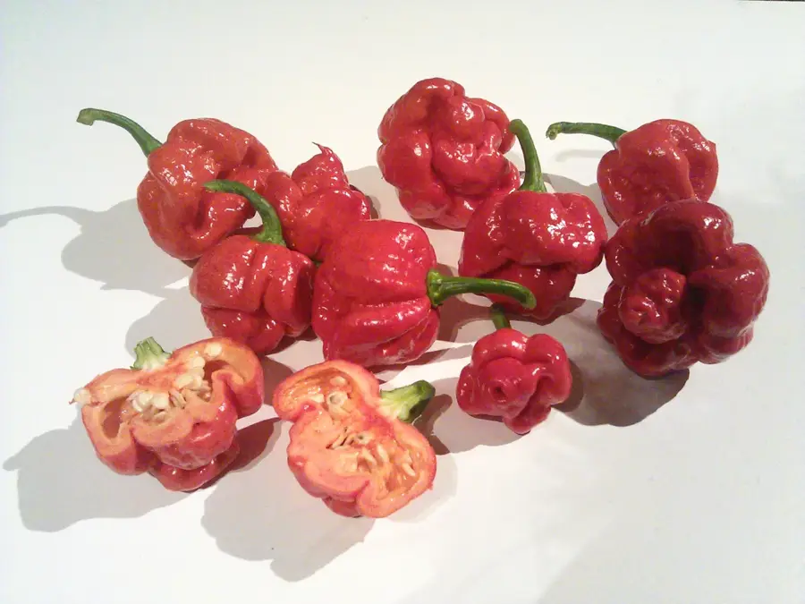 Moruga
