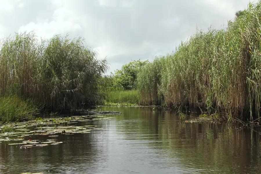 Nariva Swamp