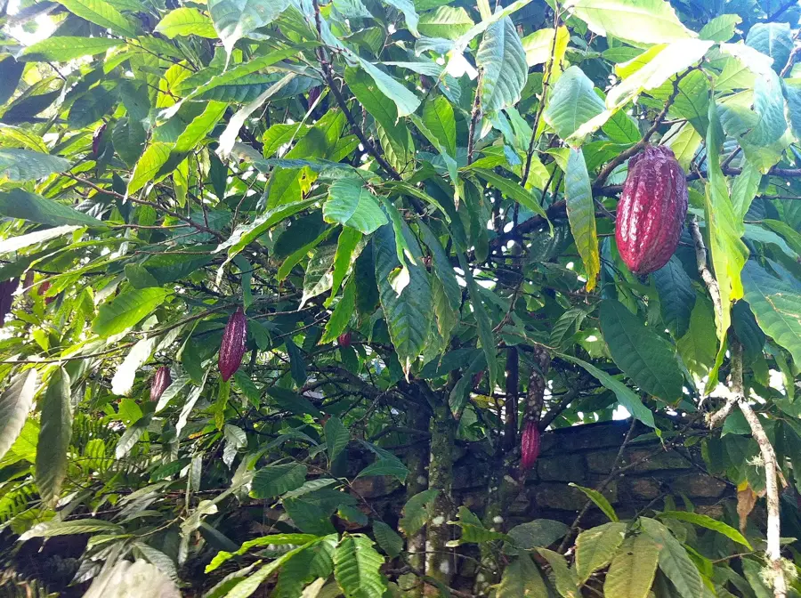 Stâncile coastei Paria