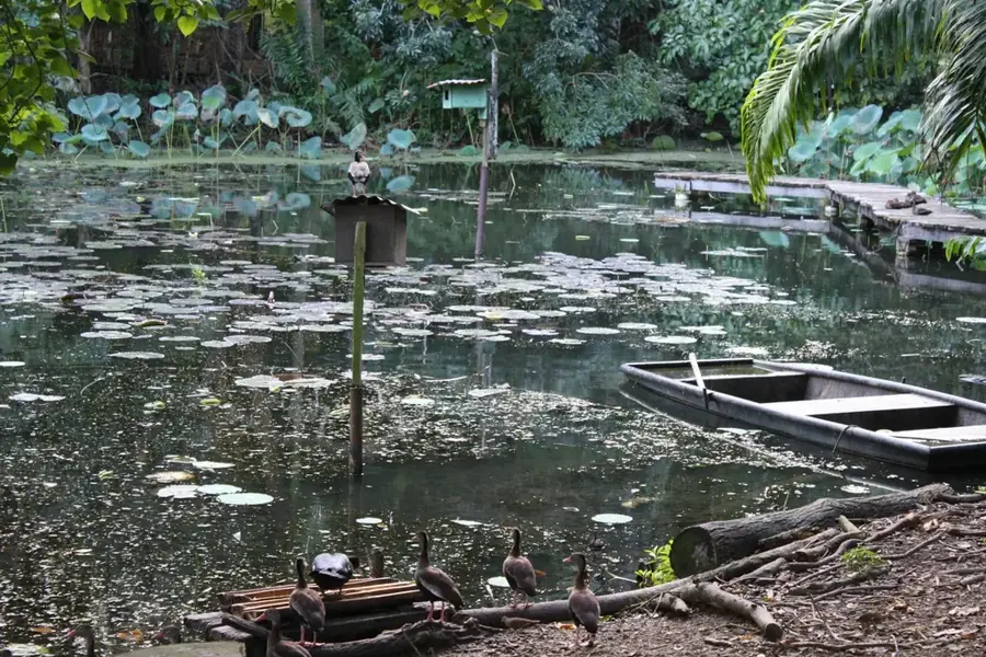 Pointe a Pierre Wildvogelpark — Debe (Trinidad und Tobago)