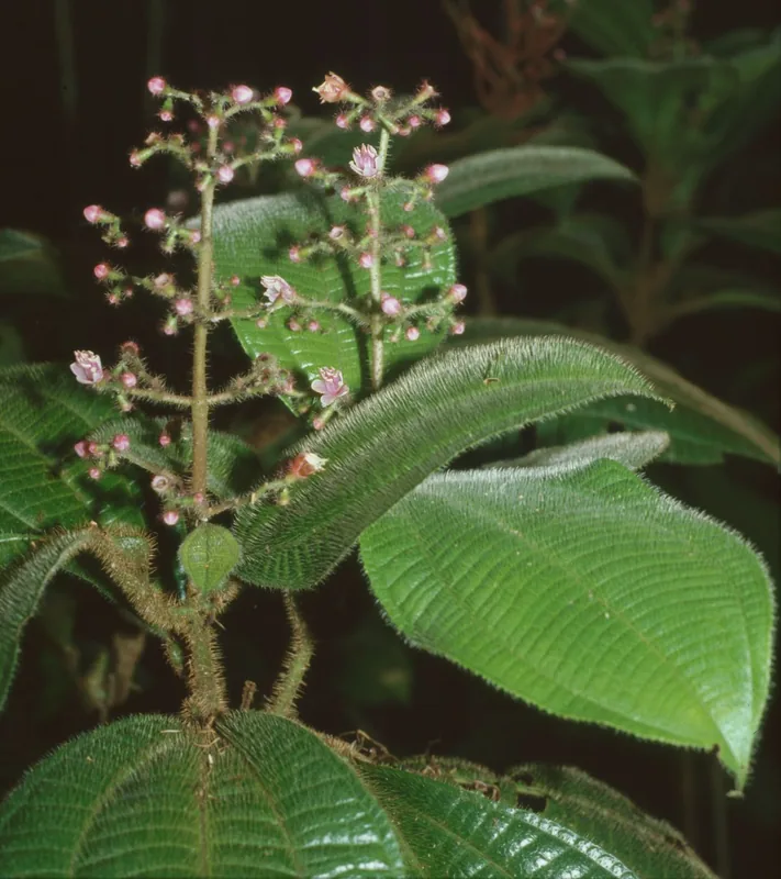 Toco — Morne Catherine (Trinidad și Tobago)