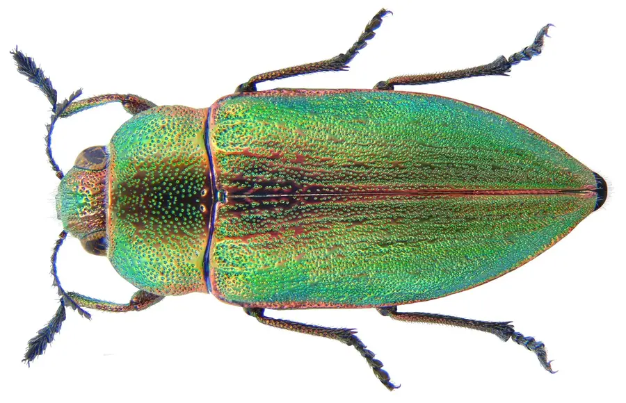 Alata
