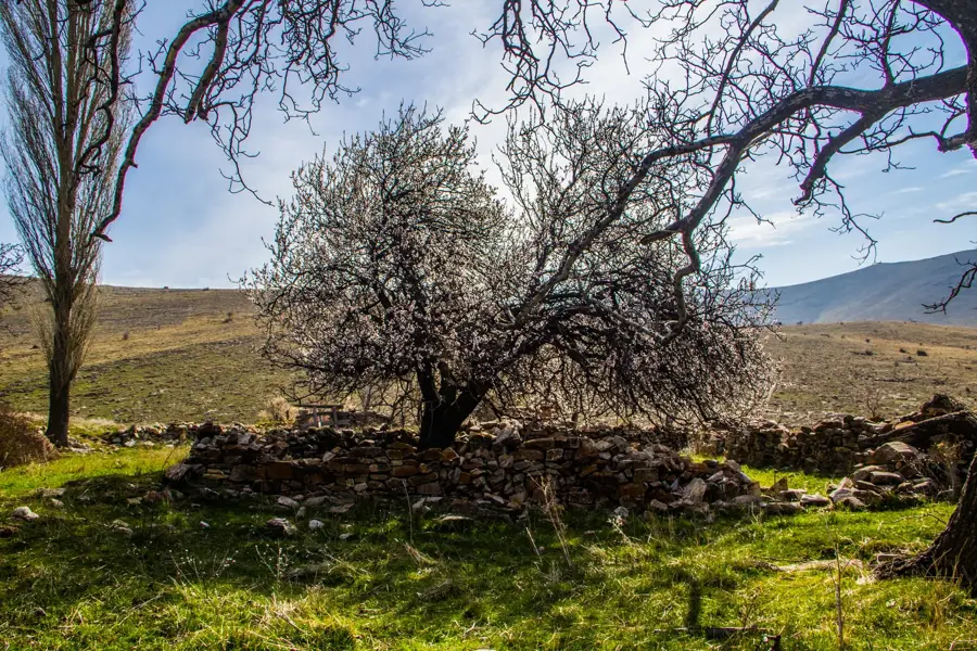 Çayağzı