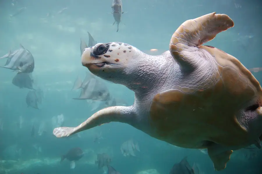 Centrul de Protecție a Broaștelor Țestoase Turtle Foundation — Santa Maria (Capul Verde)