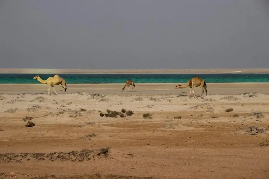 Sila — Al Mirfa (United Arab Emirates)