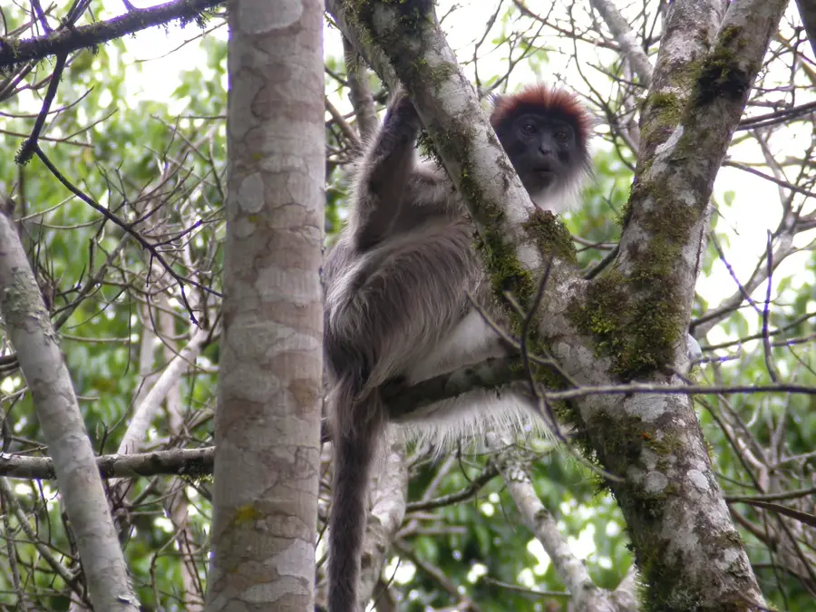 Kibale National Park — Ibanda (Uganda)