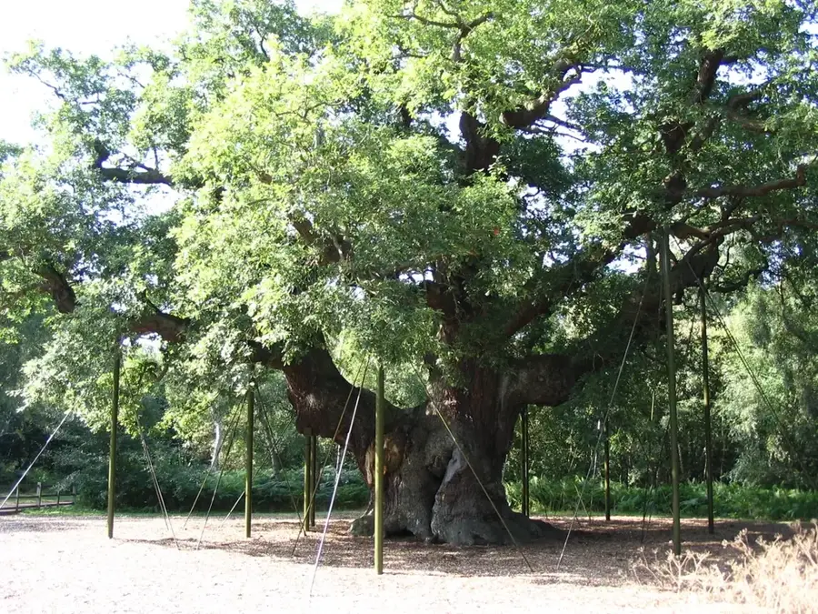 Pădurea Sherwood – pădure