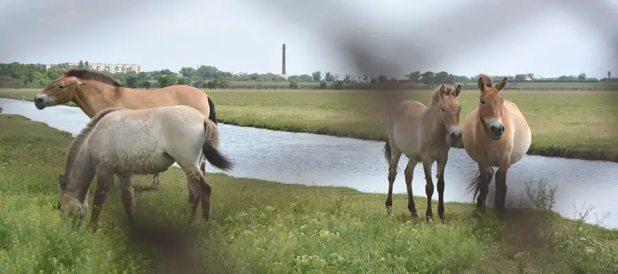 Askaniya-Nova Biosphere Reserve
