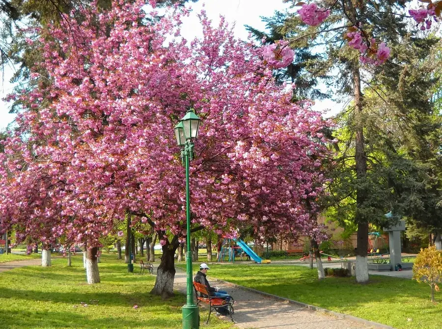 Uzhhorod Sakura-Town — Stryi (Ukraine)