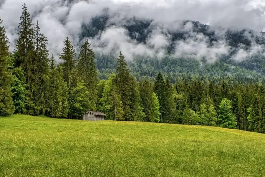 Upper-Takutu-Wald