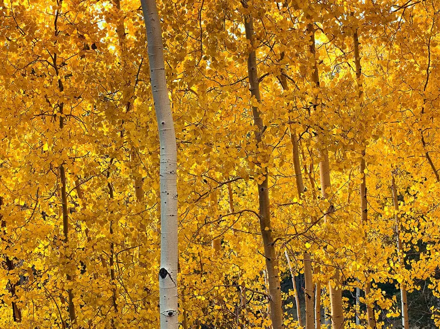 Aspen — Vail (USA)