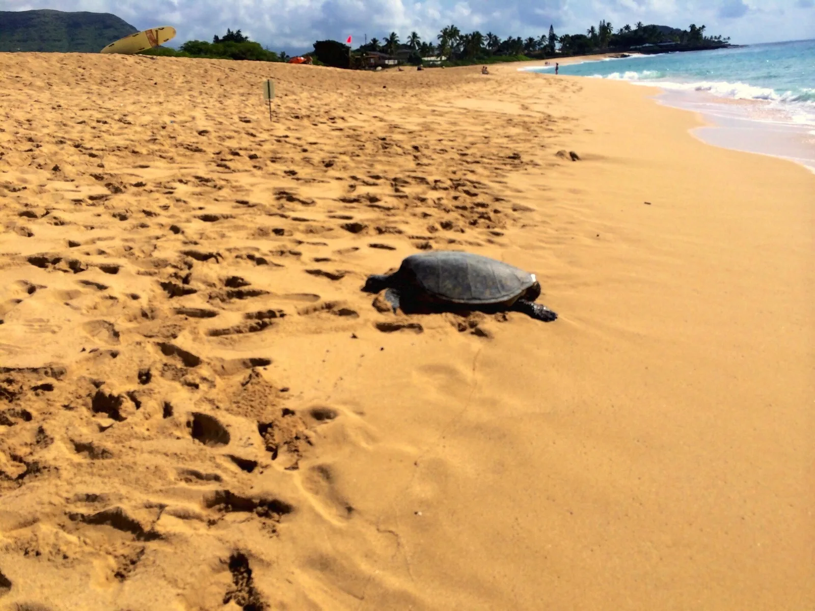 Mākaha — Haleʻiwa (USA)
