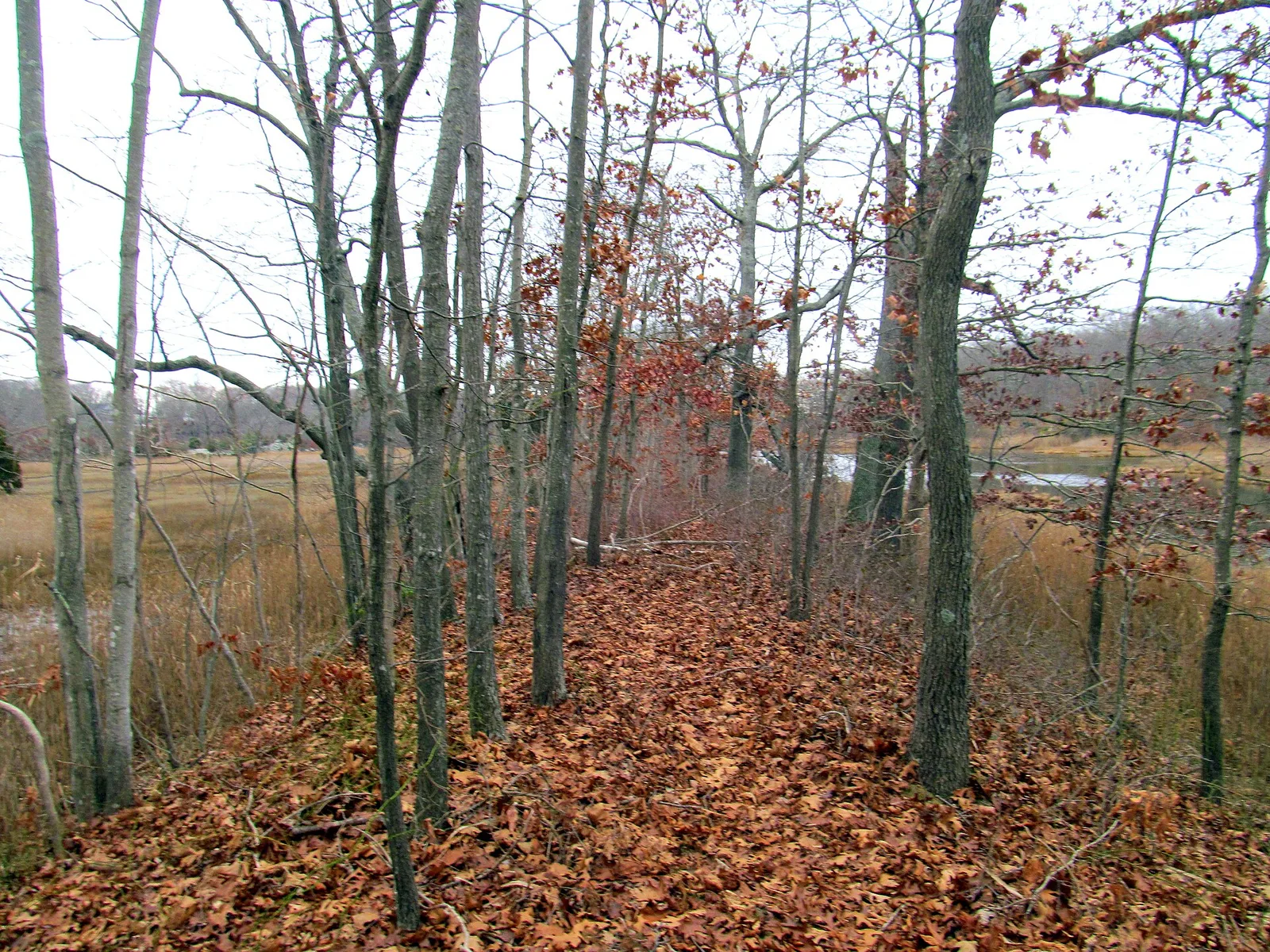 Pine Orchard