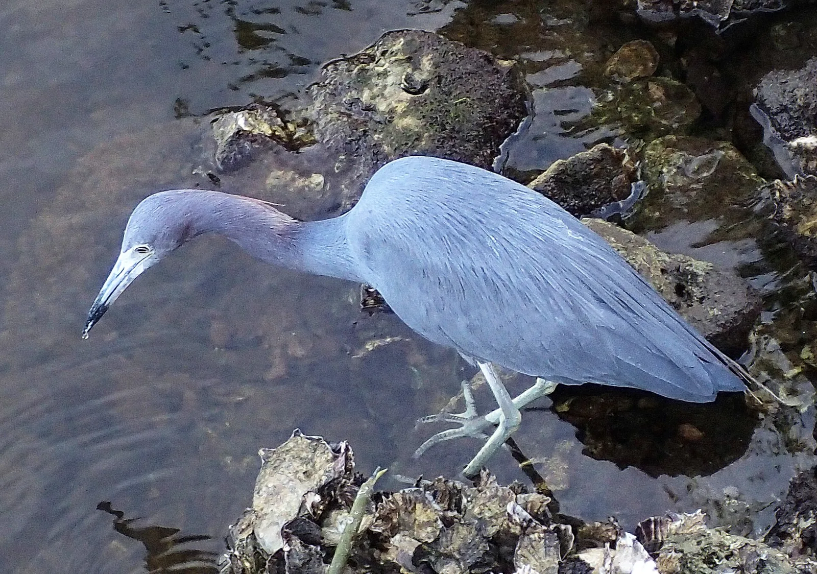 Sanibel — Melena del Sur (Kuba)