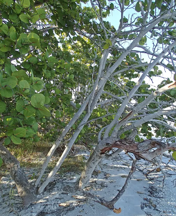 Sanibel Island