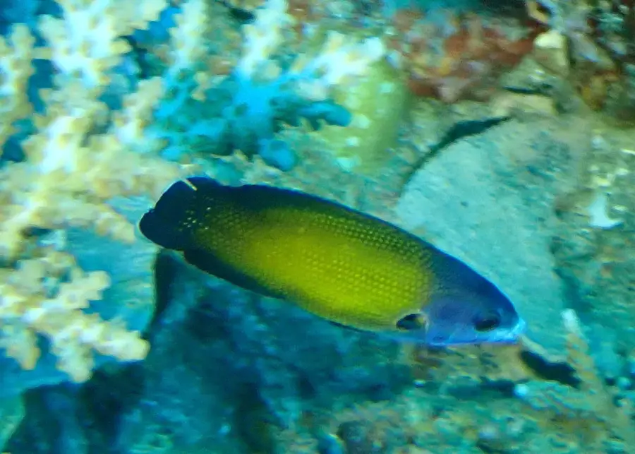 Epi Island Dugong-Schutzgebiet