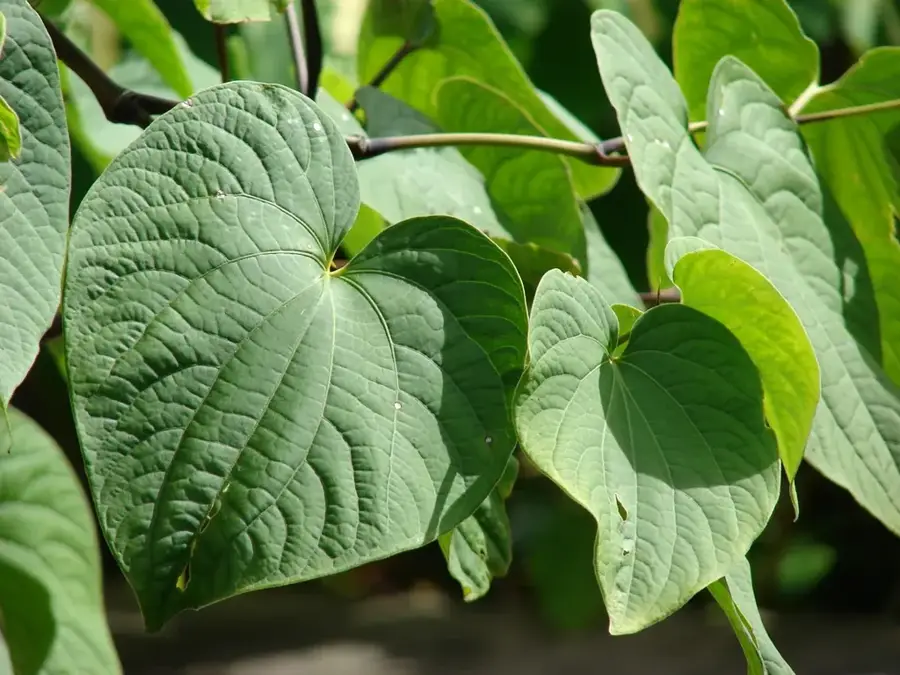 Kava Processing Center — Australian High Commission (Vanuatu)