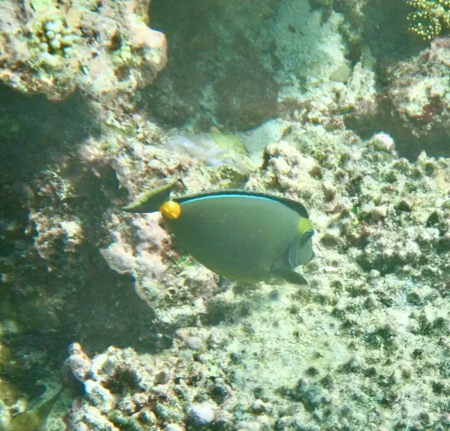 Lelepa Island — Mount Lemon (Vanuatu)