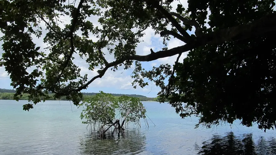 Oyster Island Mangrovenschutz