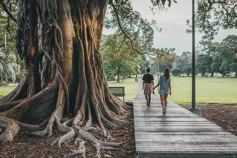 Riesen-Banyan-Baum von Tanna