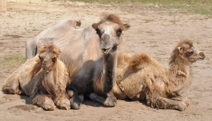 Zoo Veszprém – Sehenswürdigkeit
