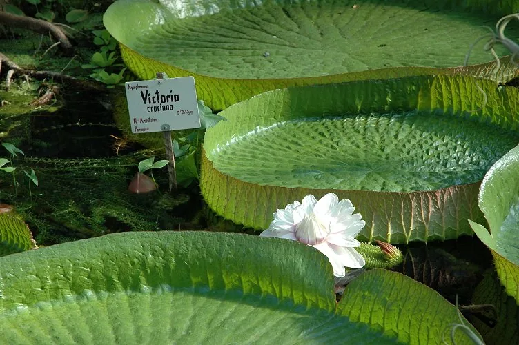 Grădina Botanică din Victoria — Mont Buxton (Seychelles)