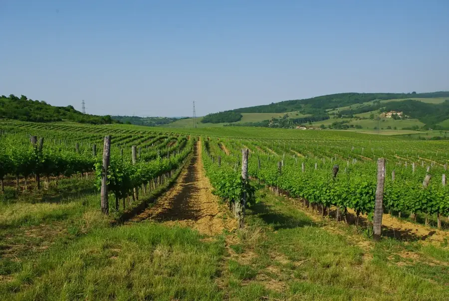 Villány Wine Region