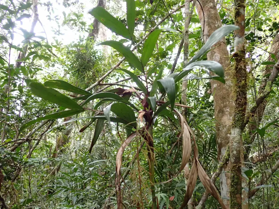 Vohimana