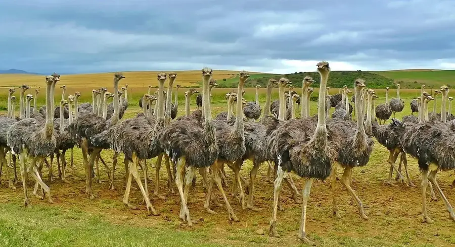 Fermele comunitare Vuvulane — Tabankulu (Eswatini)