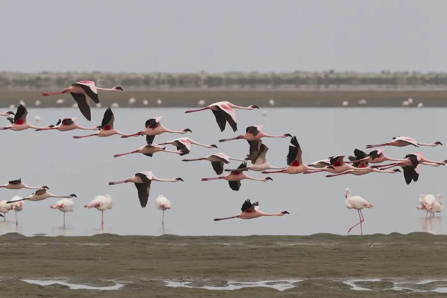 Walvis Bay — Arandis (Namibia)