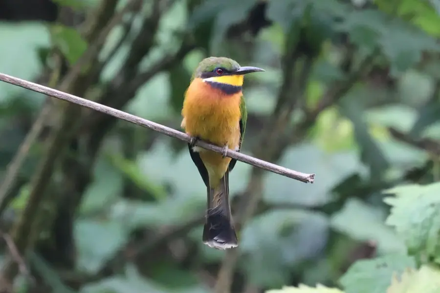 Wambe Forest — Kabale (Uganda)