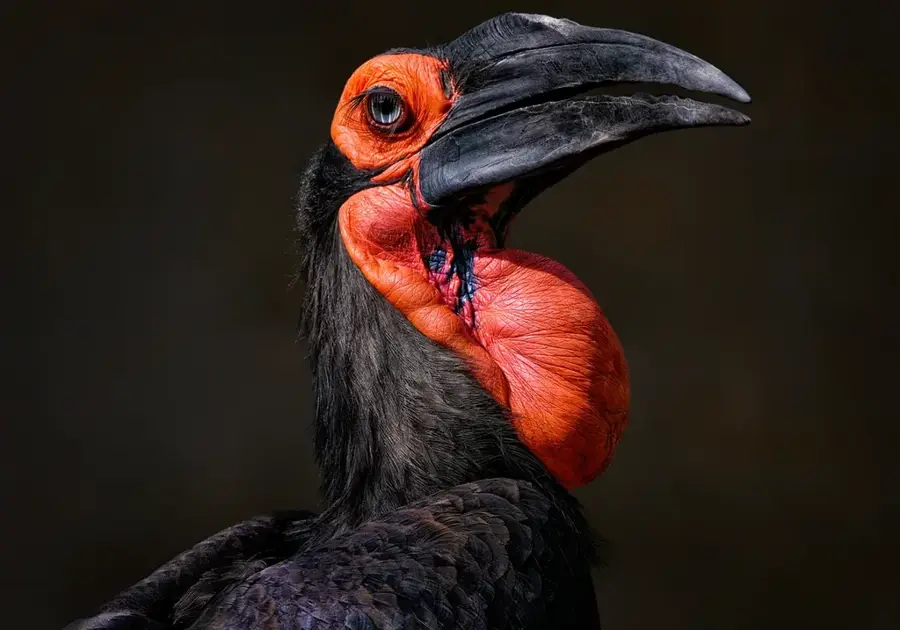 Wasan Hornbill Observation Point — Sengkurong (Brunei)