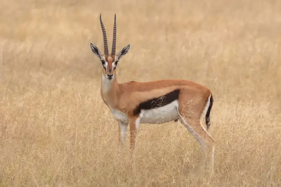 Câmpia Wembere — Karatu (Tanzania)