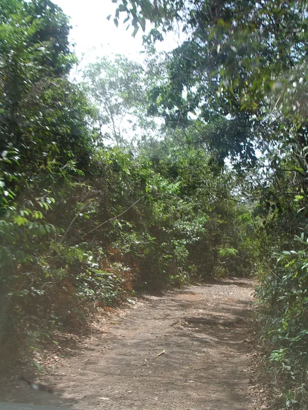 Western Area erdőrezervátum