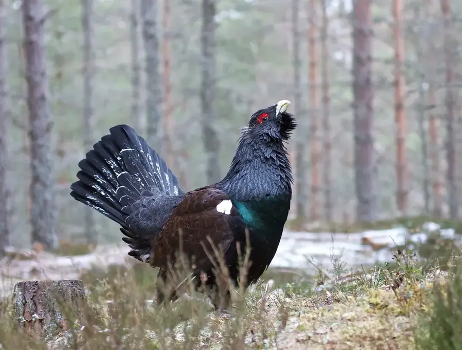 Western Capercaillie — Voitinel (Romania)