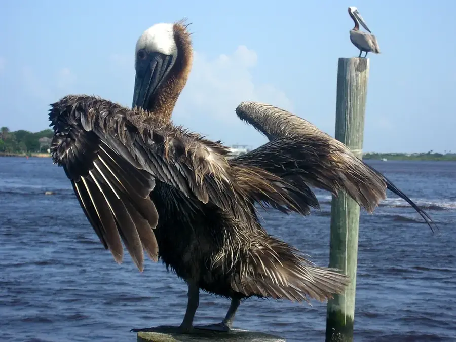 Pelican — Isaccea (Romania)